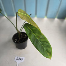 Load image into Gallery viewer, #RB10 Philodendron Patriciae