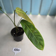 Load image into Gallery viewer, #RB10 Philodendron Patriciae