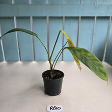 Load image into Gallery viewer, #RB10 Philodendron Patriciae