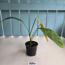 Load image into Gallery viewer, #RB10 Philodendron Patriciae