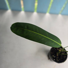 Load image into Gallery viewer, #RB10 Philodendron Patriciae