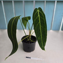 Load image into Gallery viewer, #RB16 Anthurium Warocqueanum