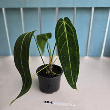 Load image into Gallery viewer, #RB16 Anthurium Warocqueanum