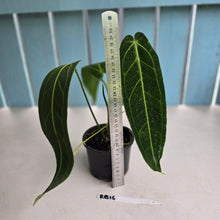 Load image into Gallery viewer, #RB16 Anthurium Warocqueanum