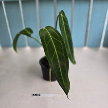 Load image into Gallery viewer, #RB16 Anthurium Warocqueanum