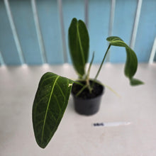 Load image into Gallery viewer, #RB16 Anthurium Warocqueanum