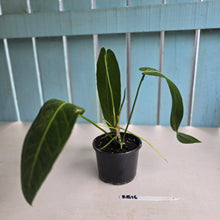 Load image into Gallery viewer, #RB16 Anthurium Warocqueanum