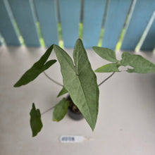 Load image into Gallery viewer, #RD28 Caladium Picturatum Silver