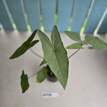 Load image into Gallery viewer, #RD28 Caladium Picturatum Silver