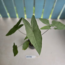 Load image into Gallery viewer, #RD28 Caladium Picturatum Silver