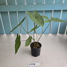 Load image into Gallery viewer, #RD28 Caladium Picturatum Silver