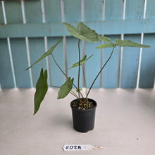 Load image into Gallery viewer, #RD28 Caladium Picturatum Silver