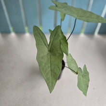 Load image into Gallery viewer, #RD28 Caladium Picturatum Silver