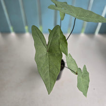 Load image into Gallery viewer, #RD28 Caladium Picturatum Silver