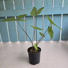 Load image into Gallery viewer, #RD28 Caladium Picturatum Silver