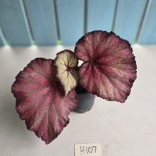 Load image into Gallery viewer, #H107 Begonia Sugar Plum Fairy
