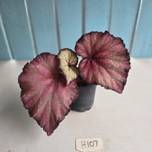 Load image into Gallery viewer, #H107 Begonia Sugar Plum Fairy