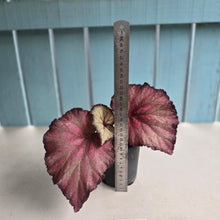 Load image into Gallery viewer, #H107 Begonia Sugar Plum Fairy