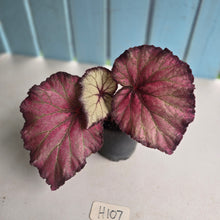 Load image into Gallery viewer, #H107 Begonia Sugar Plum Fairy