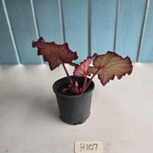 Load image into Gallery viewer, #H107 Begonia Sugar Plum Fairy
