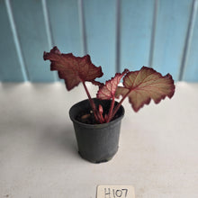 Load image into Gallery viewer, #H107 Begonia Sugar Plum Fairy