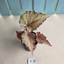 Load image into Gallery viewer, #B75 Begonia Unknown