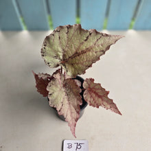 Load image into Gallery viewer, #B75 Begonia Unknown