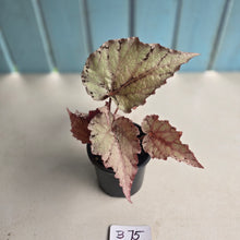 Load image into Gallery viewer, #B75 Begonia Unknown