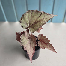 Load image into Gallery viewer, #B75 Begonia Unknown