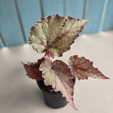 Load image into Gallery viewer, #B75 Begonia Unknown