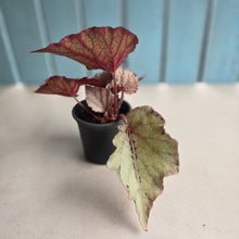Load image into Gallery viewer, #B75 Begonia Unknown