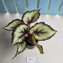 Load image into Gallery viewer, #B43 Begonia Unknown