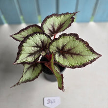Load image into Gallery viewer, #B43 Begonia Unknown