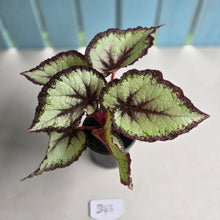 Load image into Gallery viewer, #B43 Begonia Unknown
