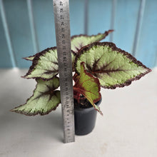 Load image into Gallery viewer, #B43 Begonia Unknown