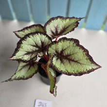 Load image into Gallery viewer, #B43 Begonia Unknown