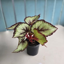 Load image into Gallery viewer, #B43 Begonia Unknown