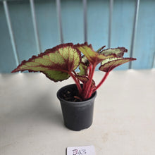Load image into Gallery viewer, #B43 Begonia Unknown