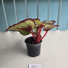 Load image into Gallery viewer, #B43 Begonia Unknown