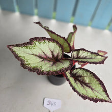 Load image into Gallery viewer, #B43 Begonia Unknown
