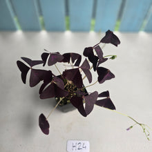 Load image into Gallery viewer, #H24 Oxalis Triangularis
