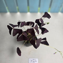 Load image into Gallery viewer, #H24 Oxalis Triangularis