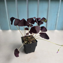 Load image into Gallery viewer, #H24 Oxalis Triangularis