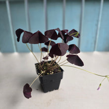 Load image into Gallery viewer, #H24 Oxalis Triangularis