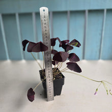 Load image into Gallery viewer, #H24 Oxalis Triangularis