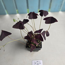 Load image into Gallery viewer, #H24 Oxalis Triangularis