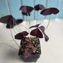 Load image into Gallery viewer, #H24 Oxalis Triangularis
