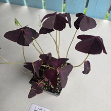 Load image into Gallery viewer, #H24 Oxalis Triangularis