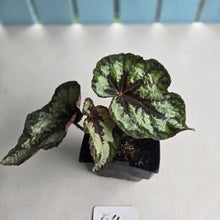 Load image into Gallery viewer, #54 Begonia Silver Legend