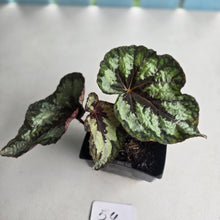 Load image into Gallery viewer, #54 Begonia Silver Legend